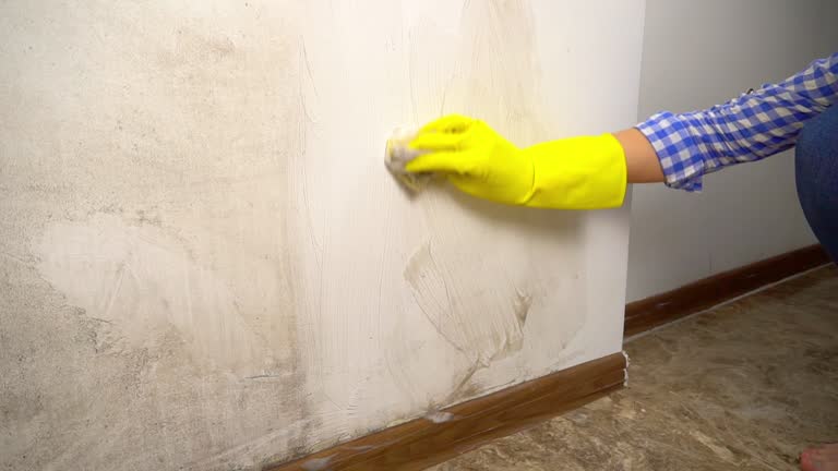  Tahoe Vista, CA Mold Removal Pros