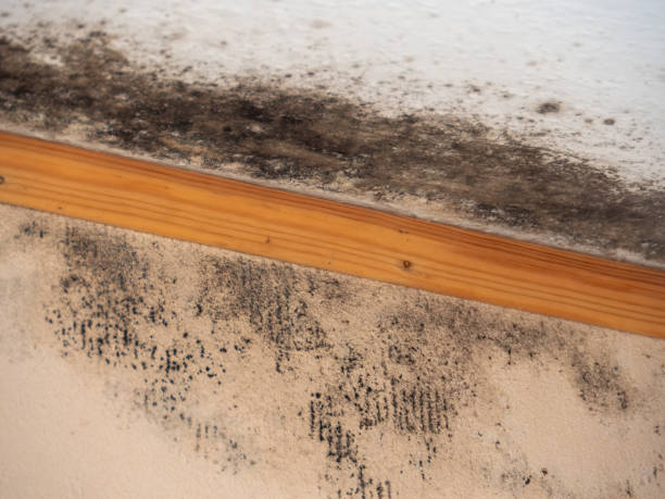 Best Air Quality Testing for Mold Spores  in Tahoe Vista, CA